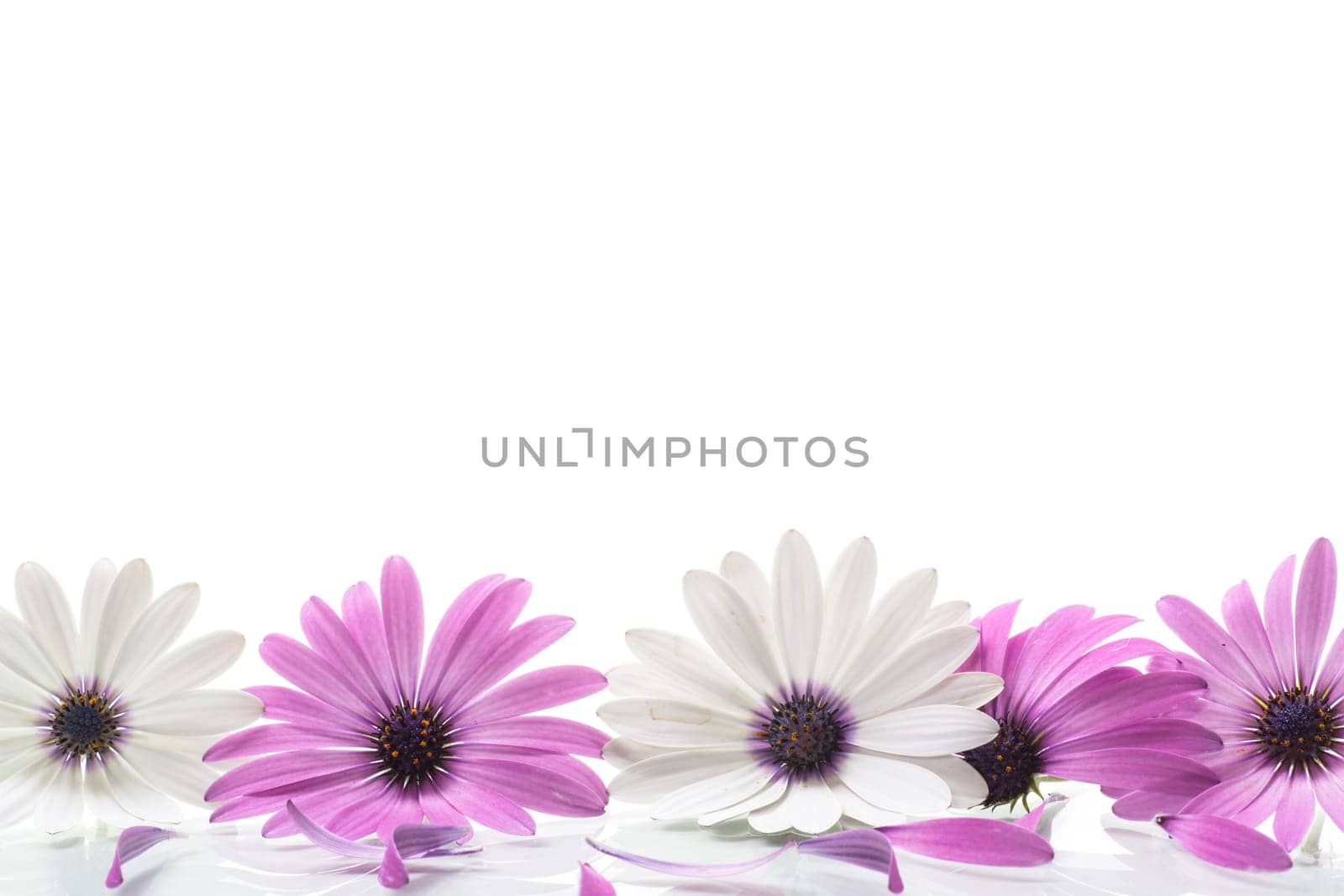 Beautiful white and purple Osteospermum flowers, isolated on white background