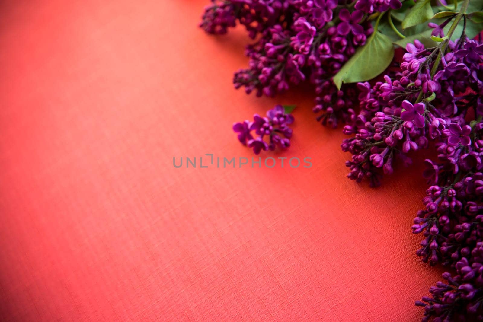red background with branches of blooming beautiful lilac, empty space for text.