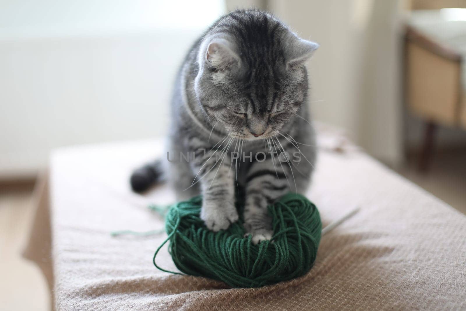 Tabby cat in a playful mood on a blanket indoors in cozy room at home. Cat with woolen yarn