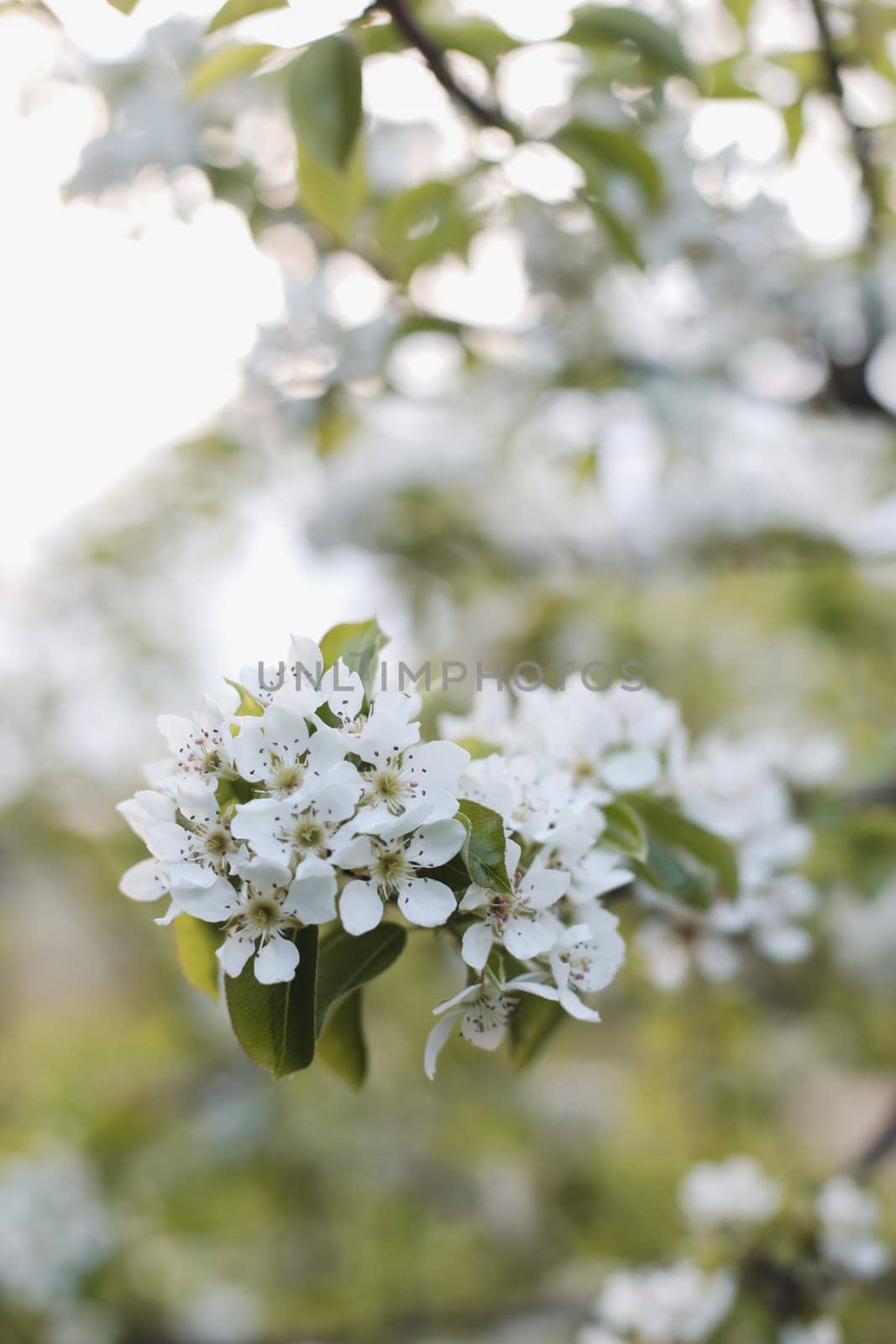 Blur spring blossom background. Spring banner, branches of blossoming cherry on nature outdoors. Dreamy romantic image spring, landscape panorama, copy space.