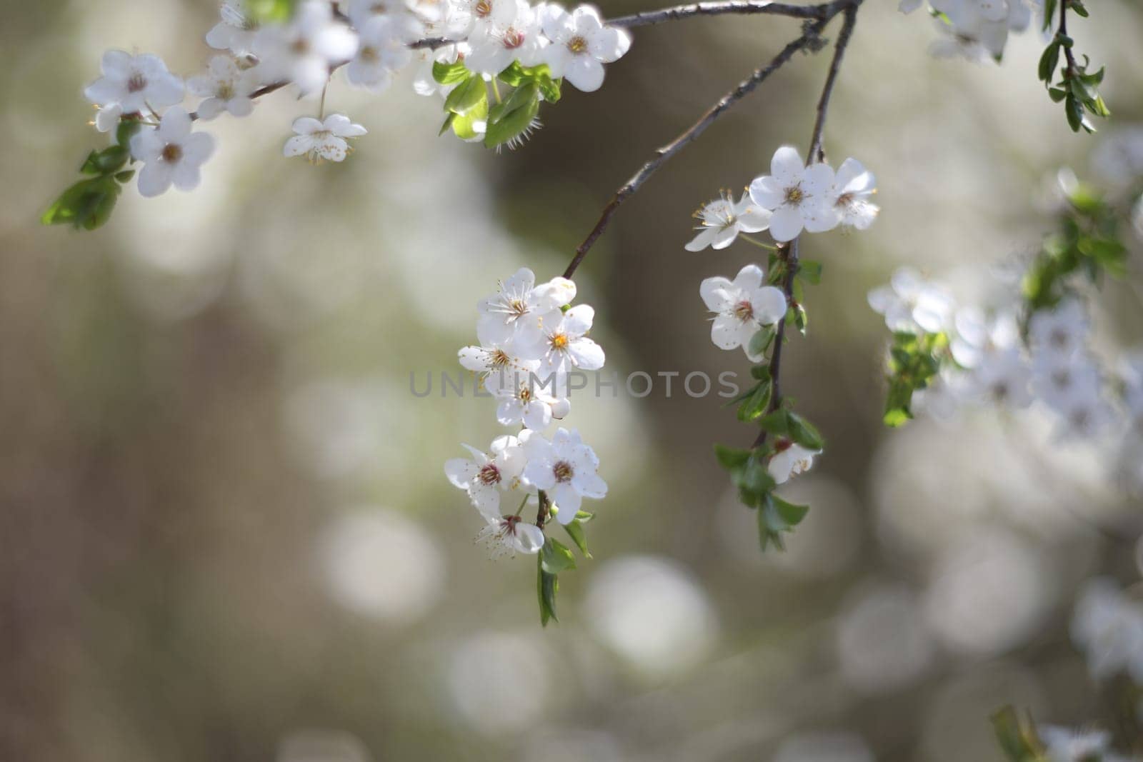 Blur spring blossom background. Spring banner, branches of blossoming cherry on nature outdoors. Dreamy romantic image spring, landscape panorama, copy space.