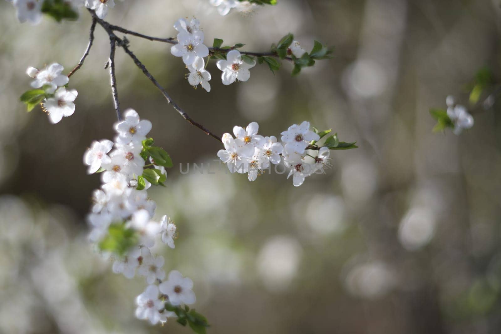 Blur spring blossom background. Spring banner, branches of blossoming cherry on nature outdoors. Dreamy romantic image spring, landscape panorama, copy space.