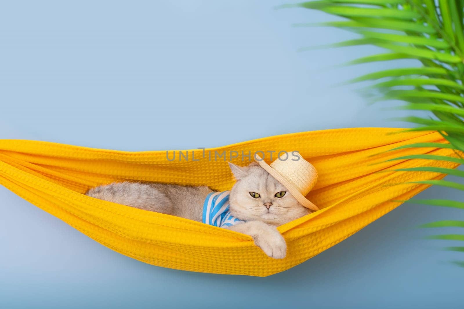 Cute white cat in a straw hat and striped T-shirt resting in a yellow fabric hammock, on a blue background, with leaves of a palm tree. Close up. Copy space
