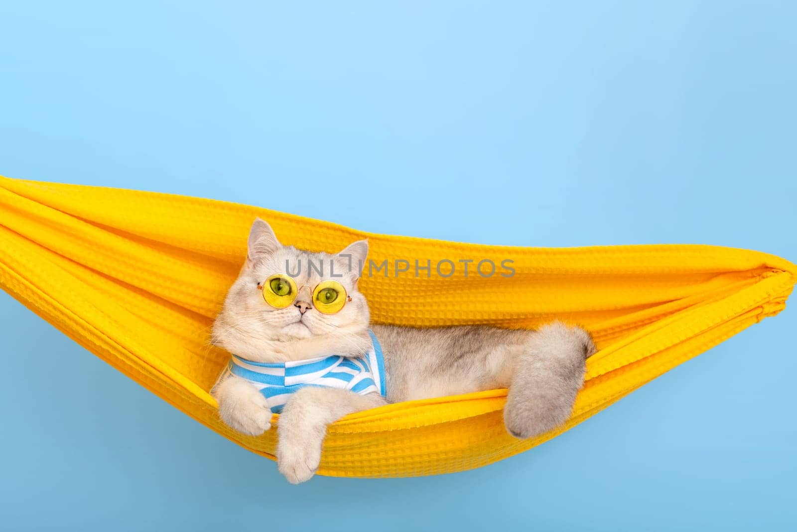 Adorable stylish white cat in yellow glasses and a blue striped T-shirt is resting in a yellow fabric hammock, on a blue background, looking away. Close up. Copy space