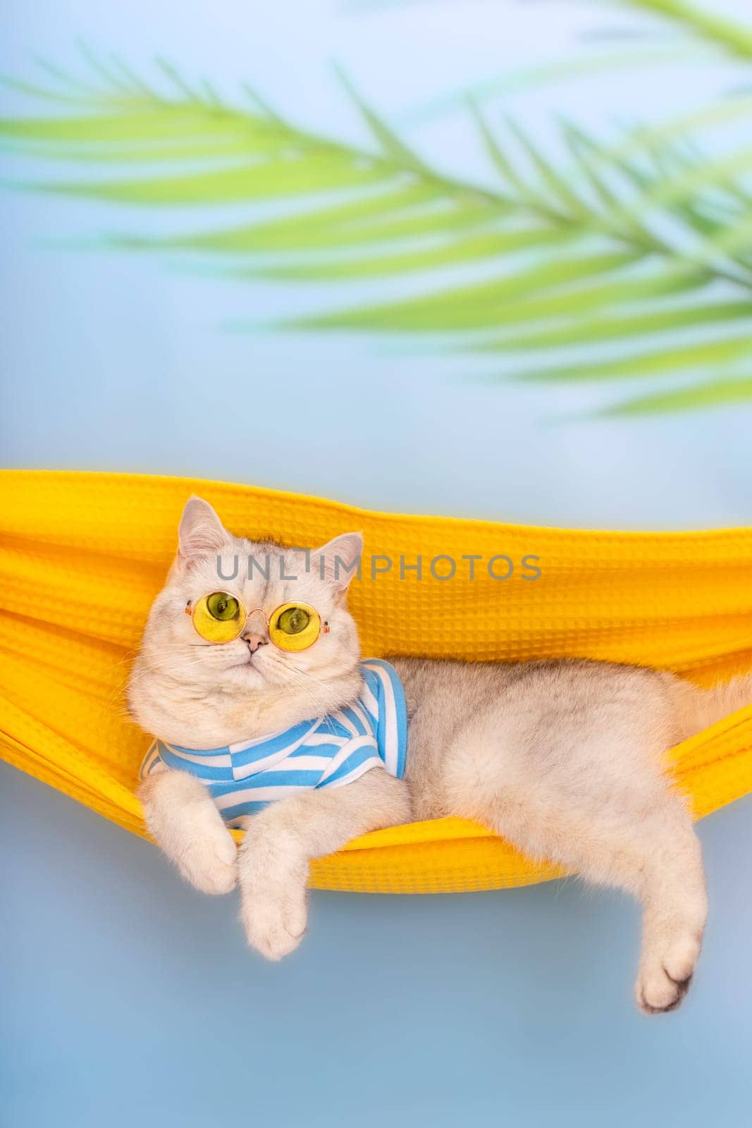 Beautiful white cat in a yellow glasses and blue striped T-shirt lie in a yellow fabric hammock, on a light blue background, with leaves of a palm tree. Vertical. Close up. Copy space