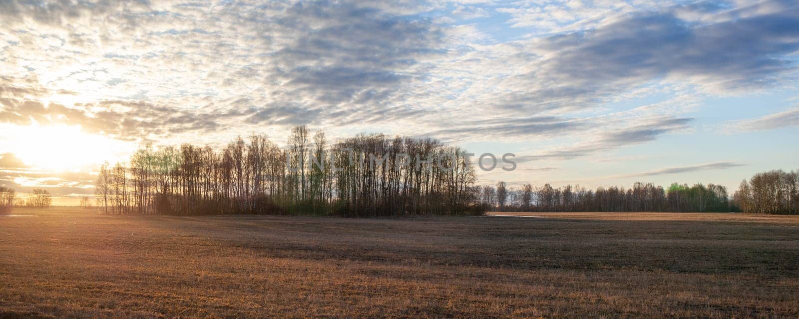 Autumn yellow forest and field. Blue sky with bright sun and clouds over the forest. The beauty of nature in autumn or spring.