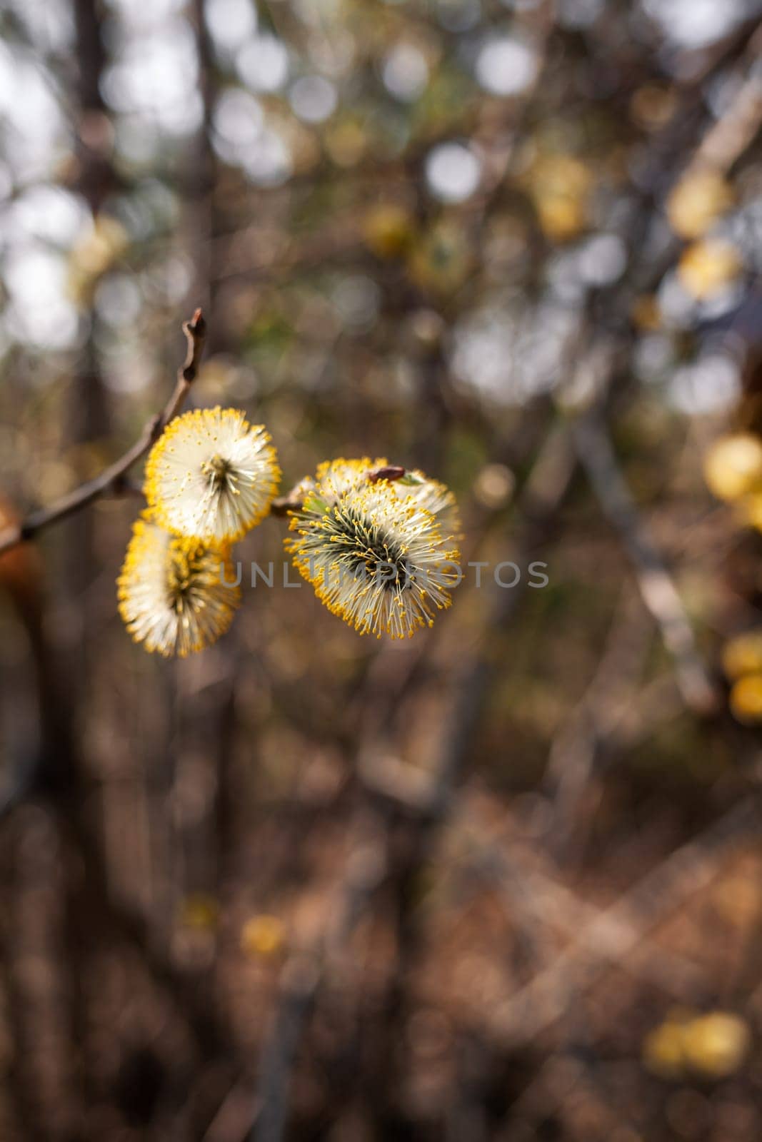 Blooming willow blurred background close-up. Willow branches Salix caprea with buds that open in early spring.