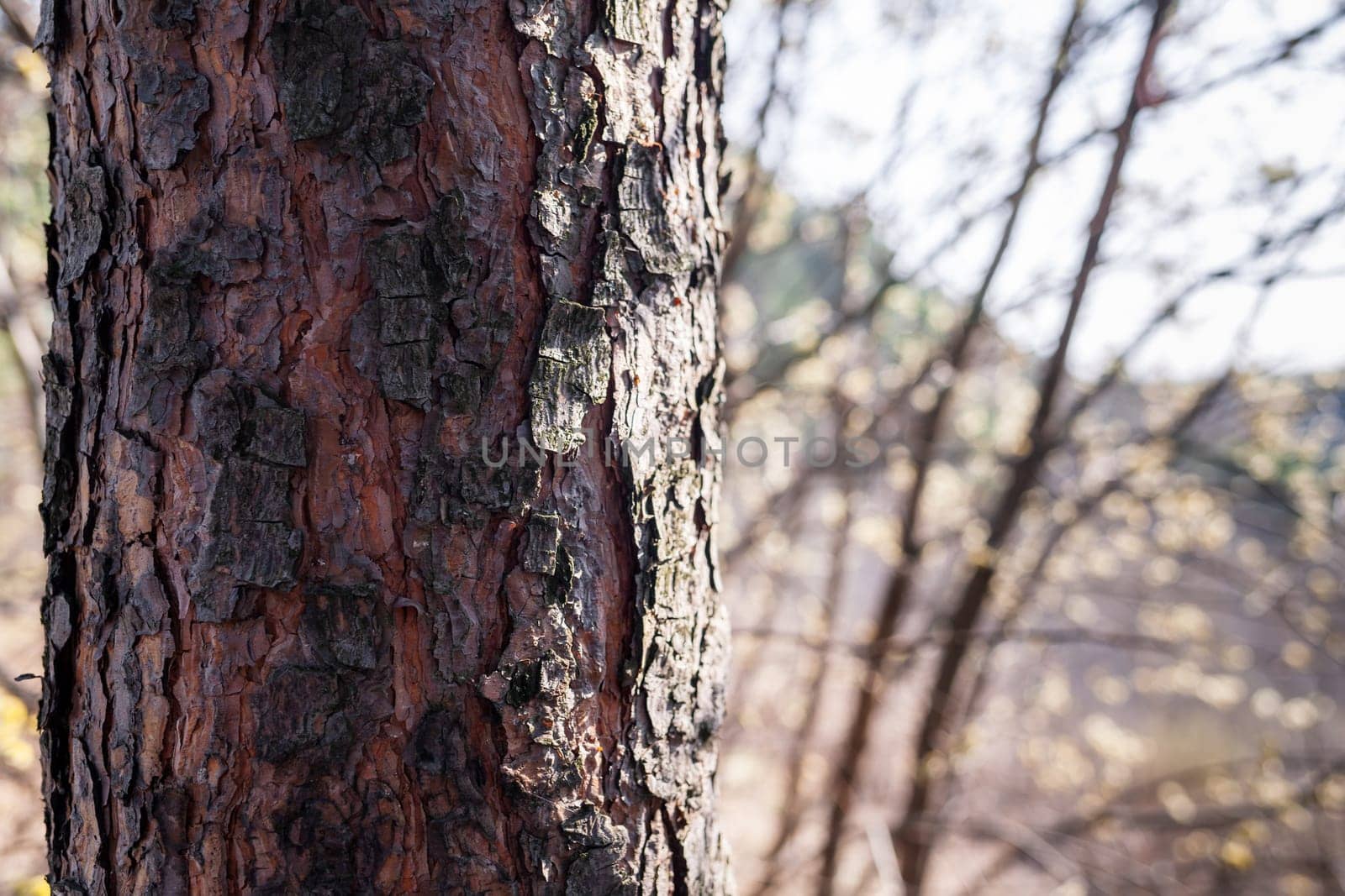 A close-up photo of a tree trunk. There is a forest in the background by AnatoliiFoto