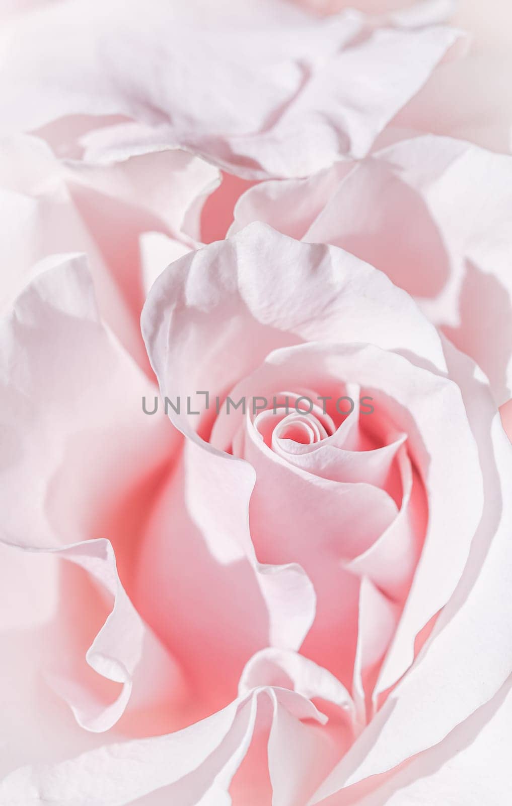 Pale pink white rose flower. Macro flowers background for holiday brand design