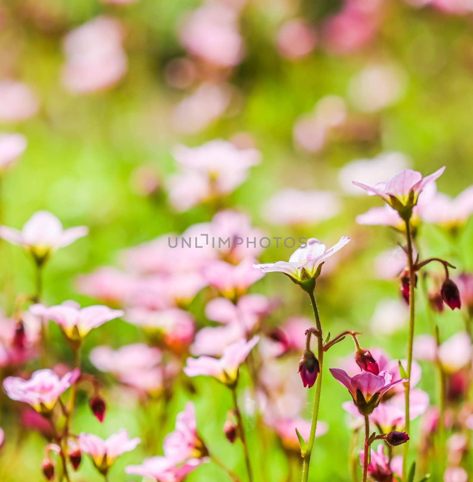 Delicate white pink flowers of Saxifrage moss in the spring garden. Floral background