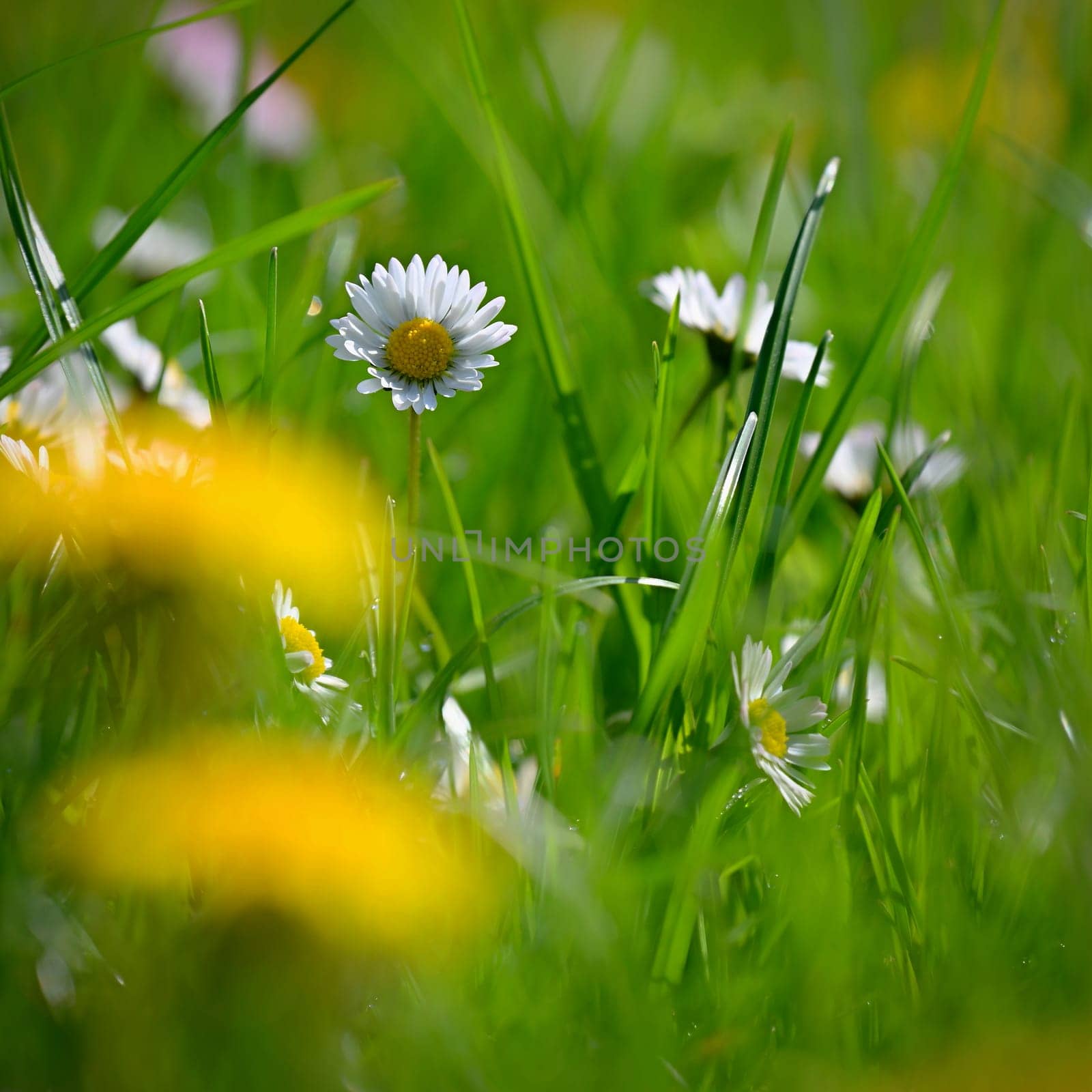 Daisy flower. Beautiful spring background. Nature with flowers in the grass. Morning dew with sunshine in the forest. Concept for ecology and environment