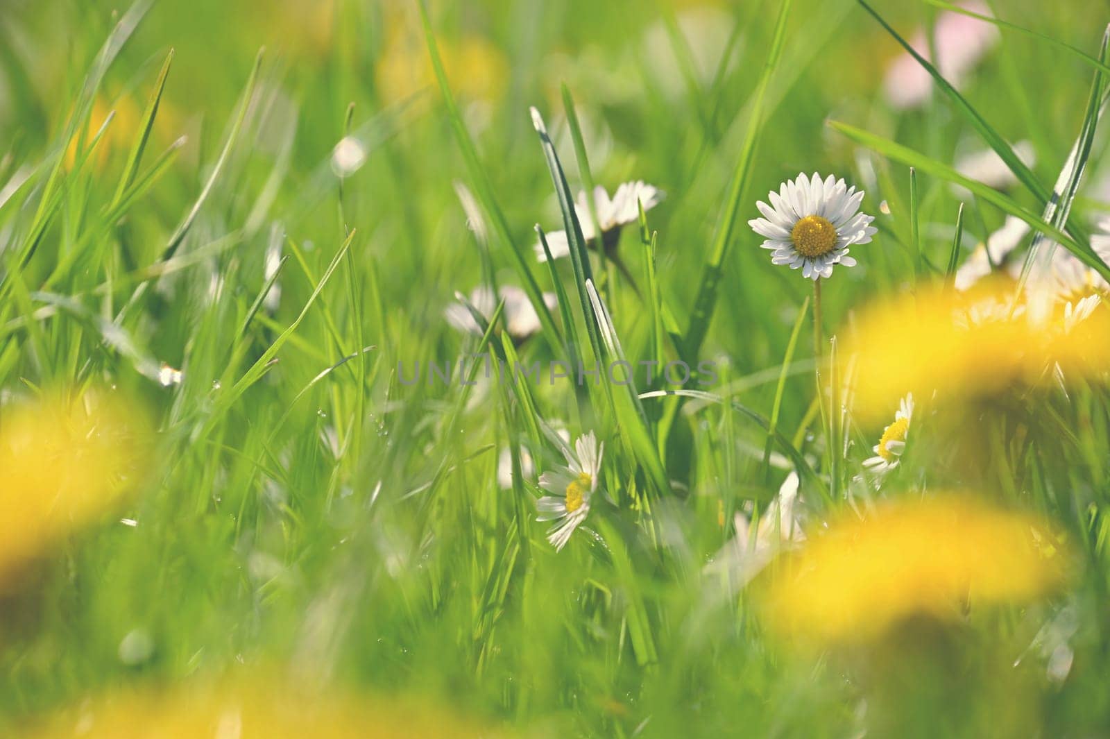 Daisy flower. Beautiful spring background. Nature with flowers in the grass. Morning dew with sunshine in the forest. Concept for ecology and environment