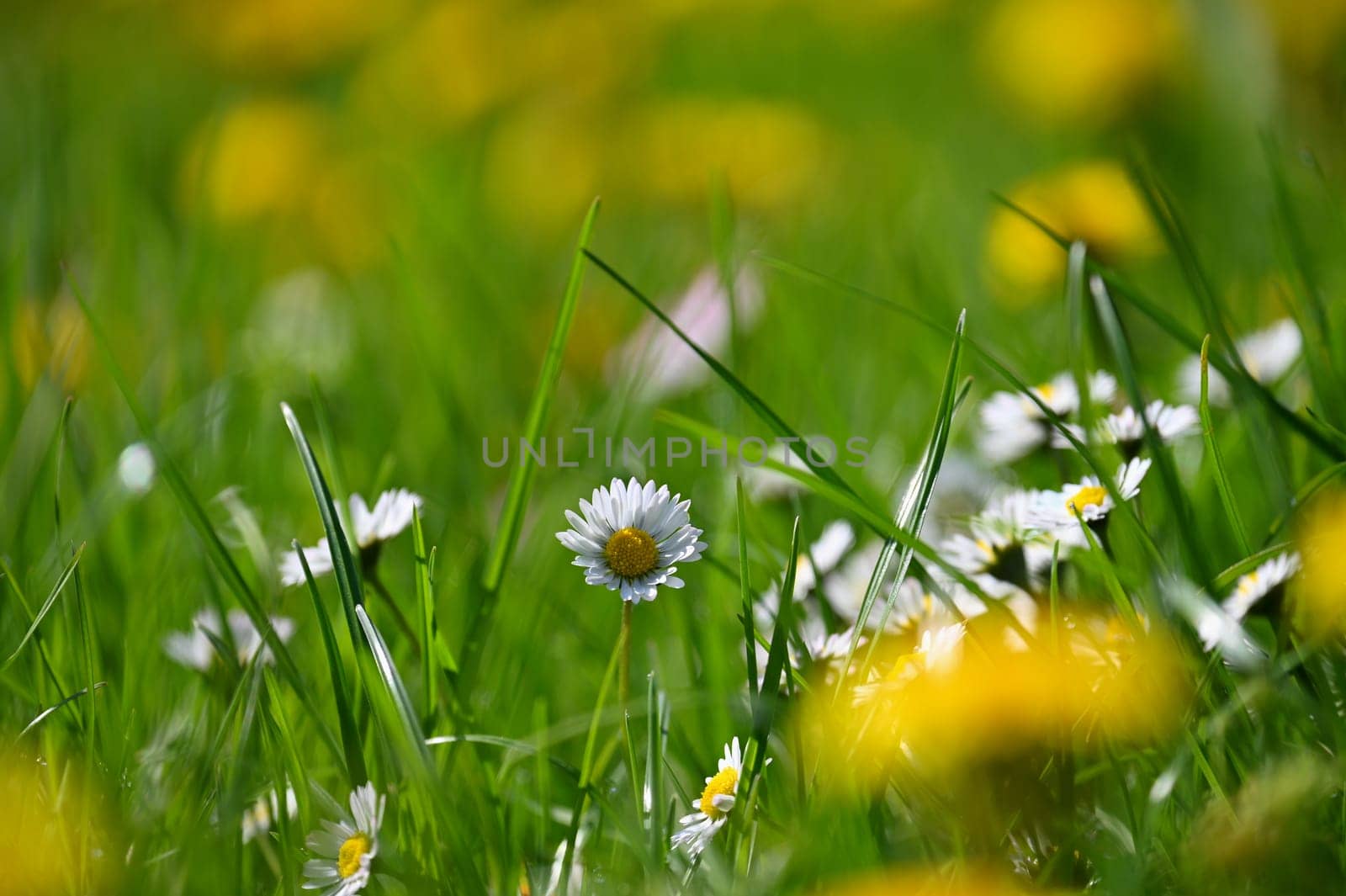 Daisy flower. Beautiful spring background. Nature with flowers in the grass. Morning dew with sunshine in the forest. Concept for ecology and environment by Montypeter