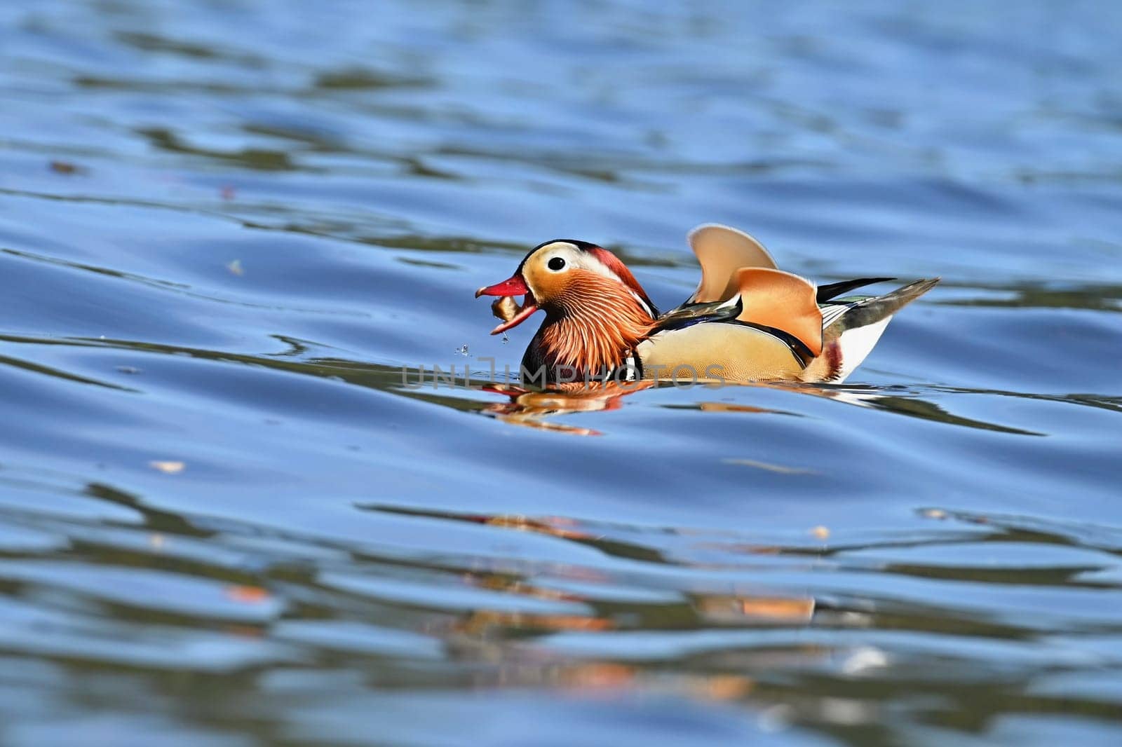 Closeup male mandarin duck (Aix galericulata) swimming on the water with reflection. A beautiful bird living in the wild. by Montypeter