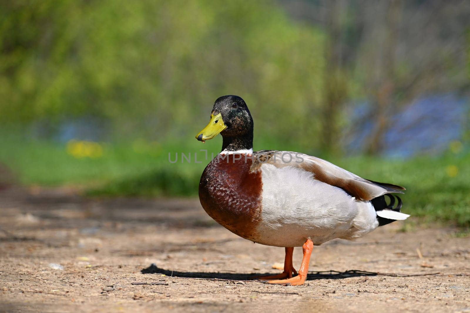 Mallard. Wild duck on the shore of a pond. Male-duck. (Anas platyrhynchos) by Montypeter