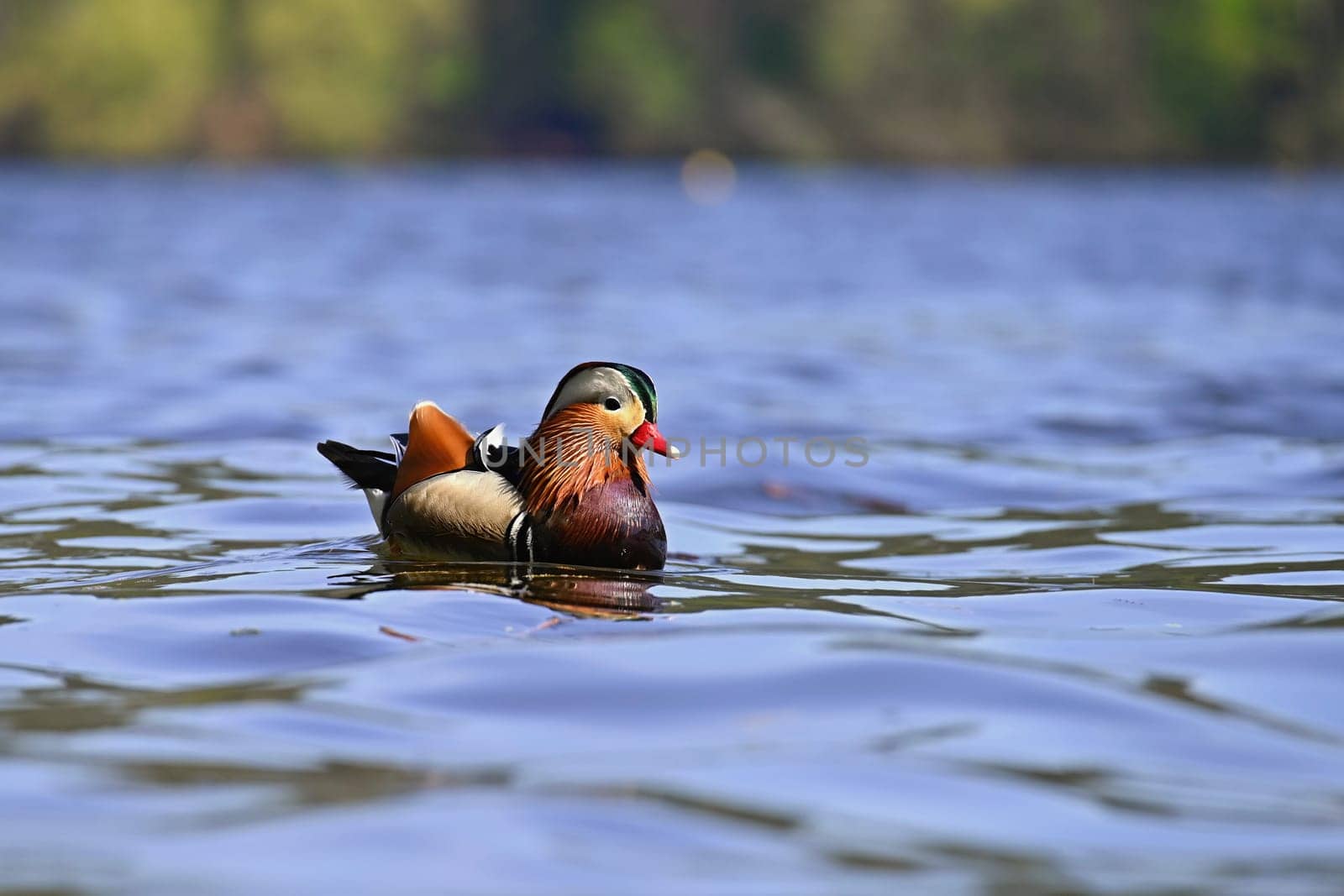 Beautiful mandarin ducks. Animals in the wild. Natural colorful background.