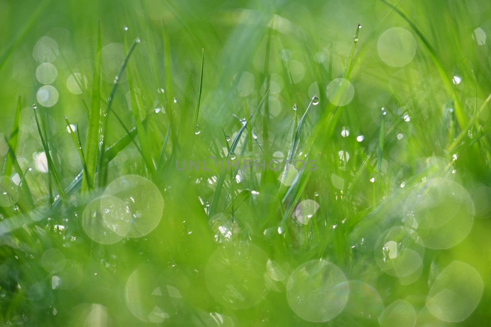 Beautiful nature background with grass and morning dew. Sunbeams of the morning sun with water drops. Concept for nature and environment