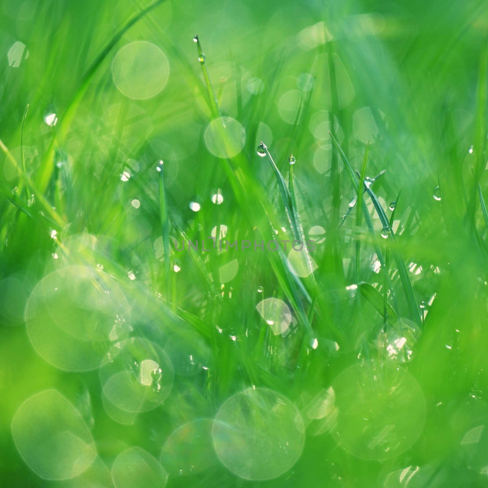 Beautiful nature background with grass and morning dew. Sunbeams of the morning sun with water drops. Concept for nature and environment by Montypeter