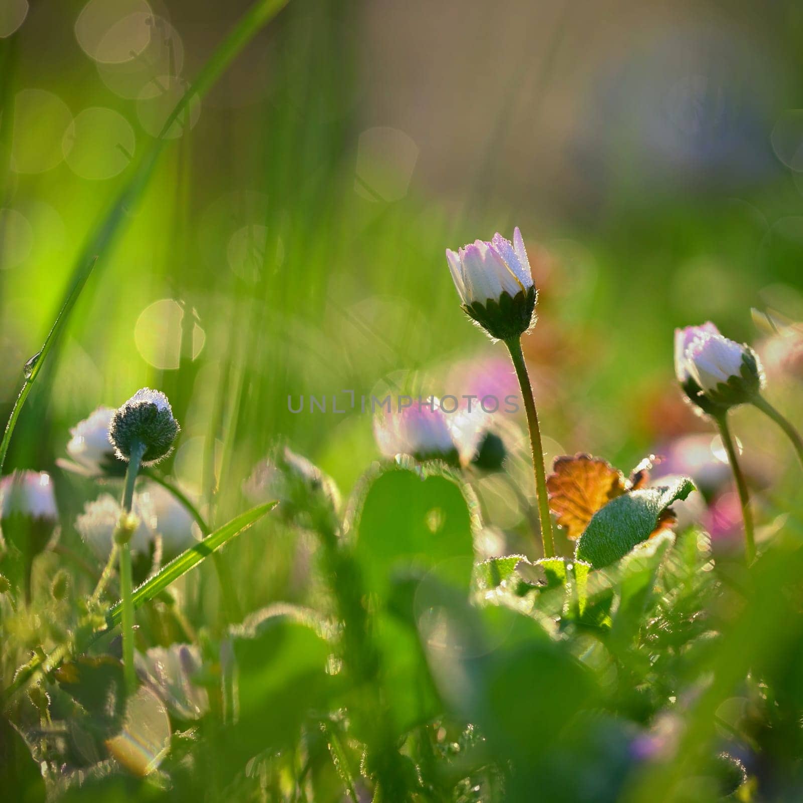 Daisy flower. Beautiful spring background. Nature with flowers in the grass. Morning dew with sunshine in the forest. Concept for ecology and environment