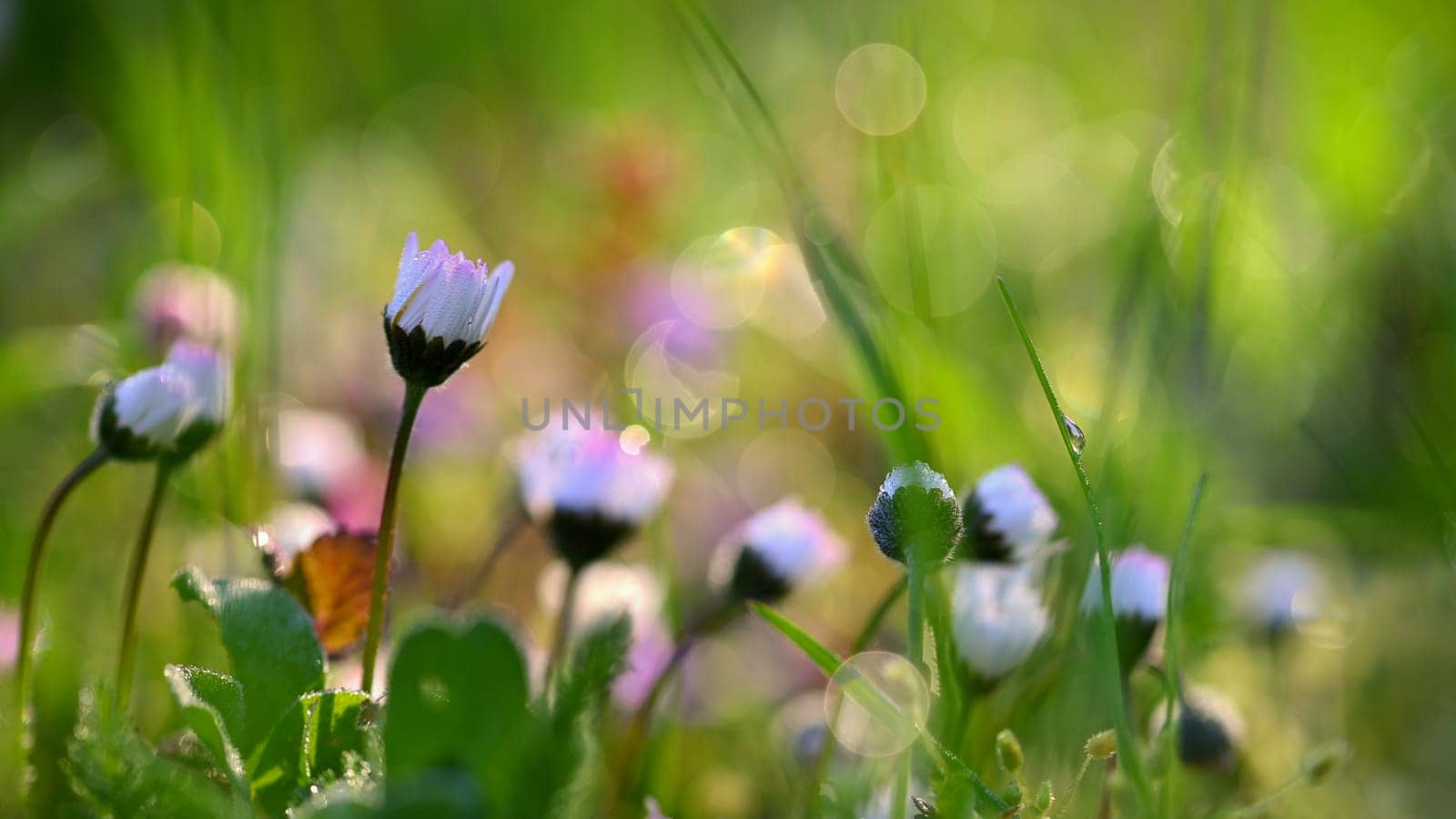 Daisy flower. Beautiful spring background. Nature with flowers in the grass. Morning dew with sunshine in the forest. Concept for ecology and environment by Montypeter