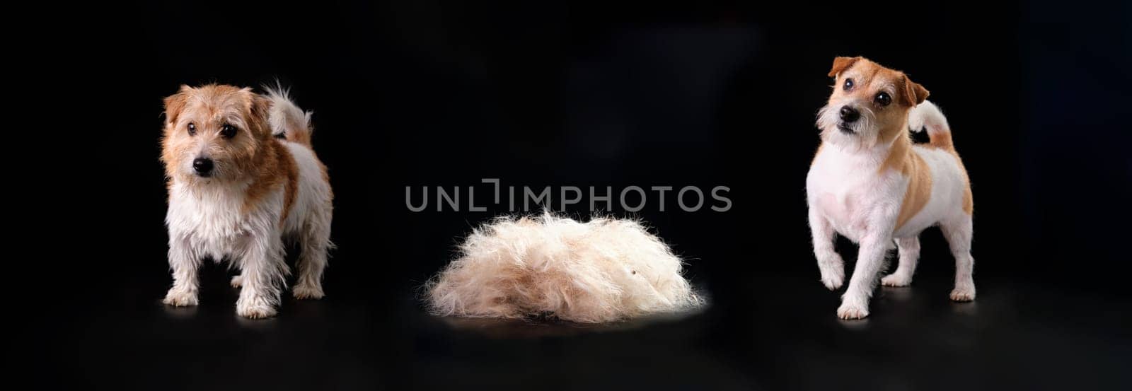 Example of a photo of a Jack Russell terrier before grooming next to a plucked pile of wool and after a haircut, grooming in a beauty salon on a black background.