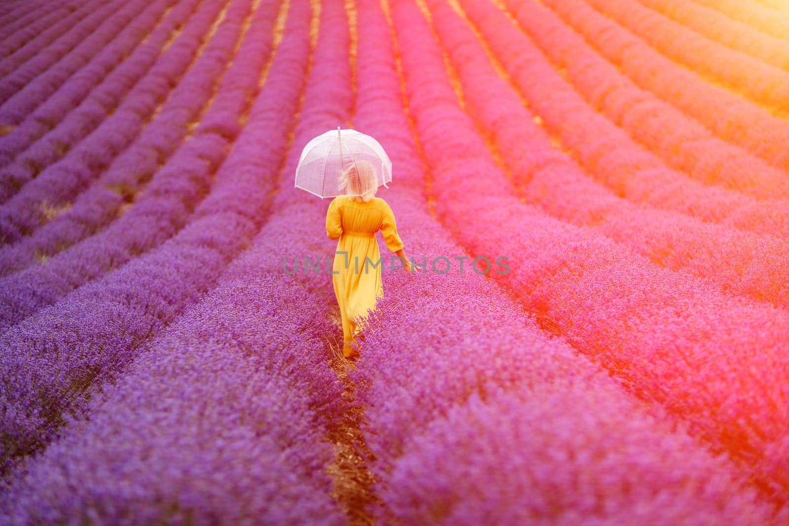 Woman lavender field. A middle-aged woman in a lavender field walks under an umbrella on a rainy day and enjoys aromatherapy. Aromatherapy concept, lavender oil, photo session in lavender.