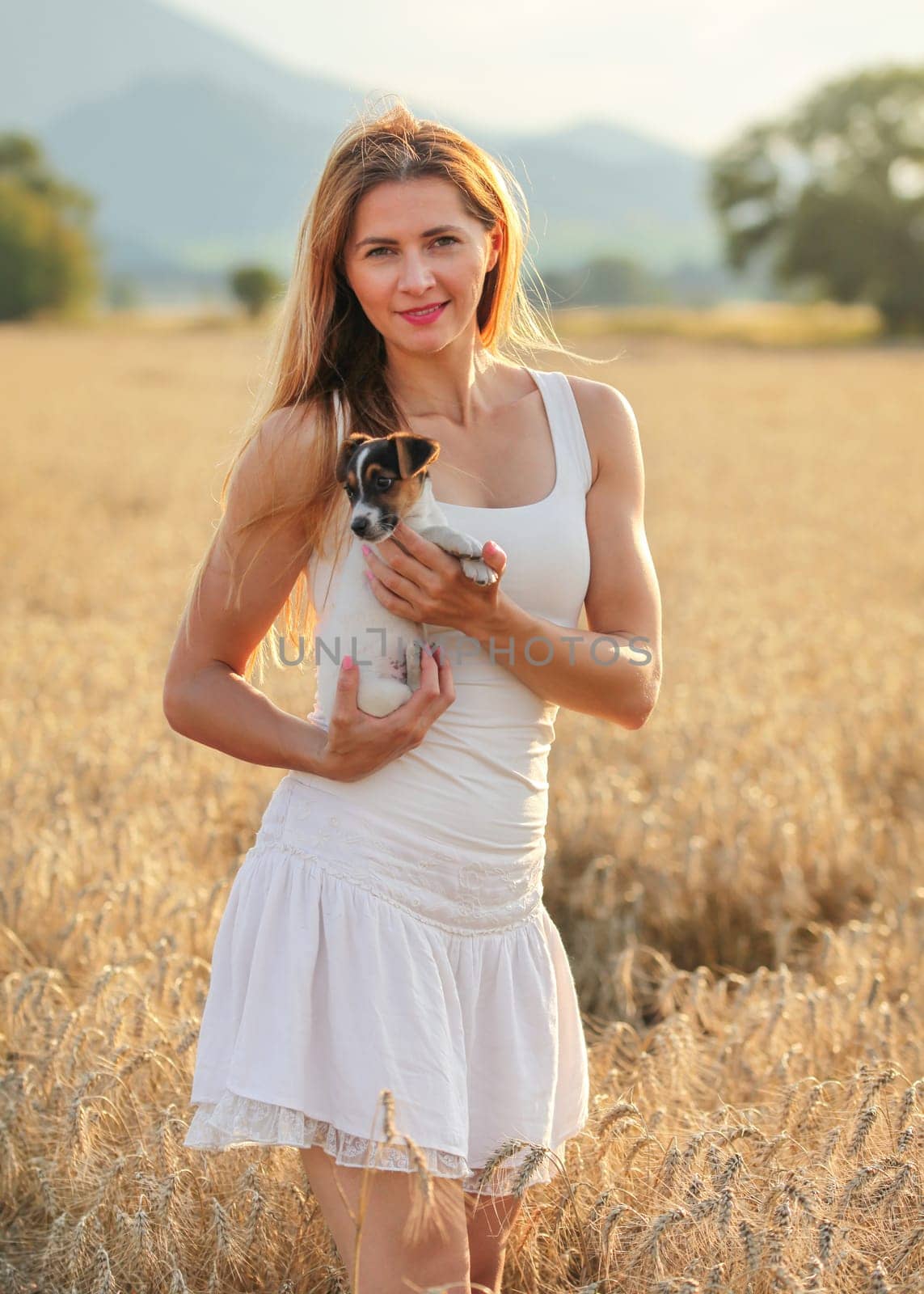 Young athletic woman in white dress holding Jack Russell terrier puppy on her hands, afternoon sun lit wheat field in background. by Ivanko