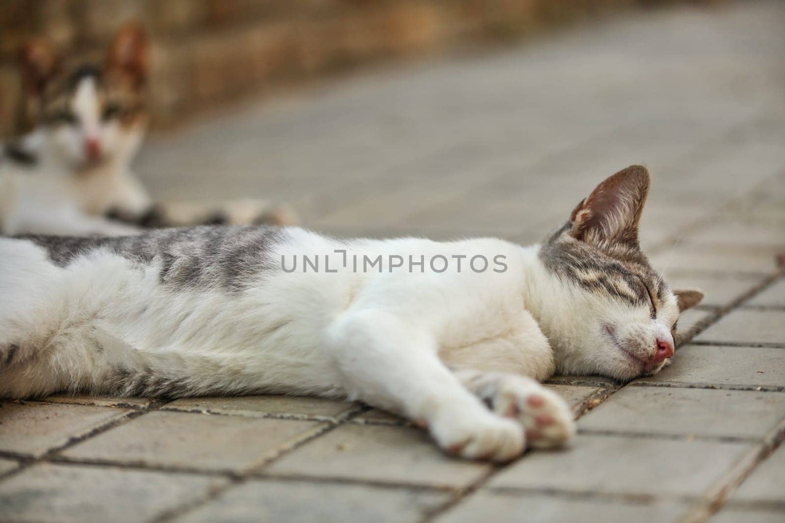White and gray stray cat laying on side, sleeping on pavement.