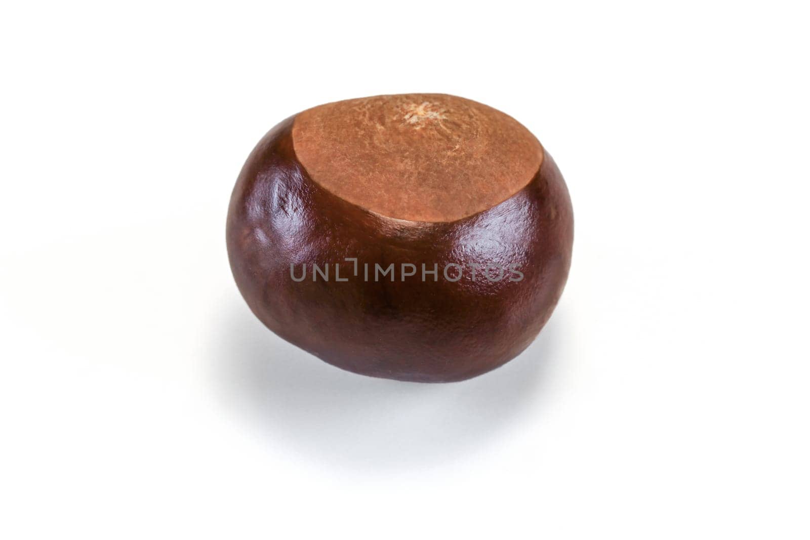 Horse chestnut (Aesculus hippocastanum) fruit isolated on white background