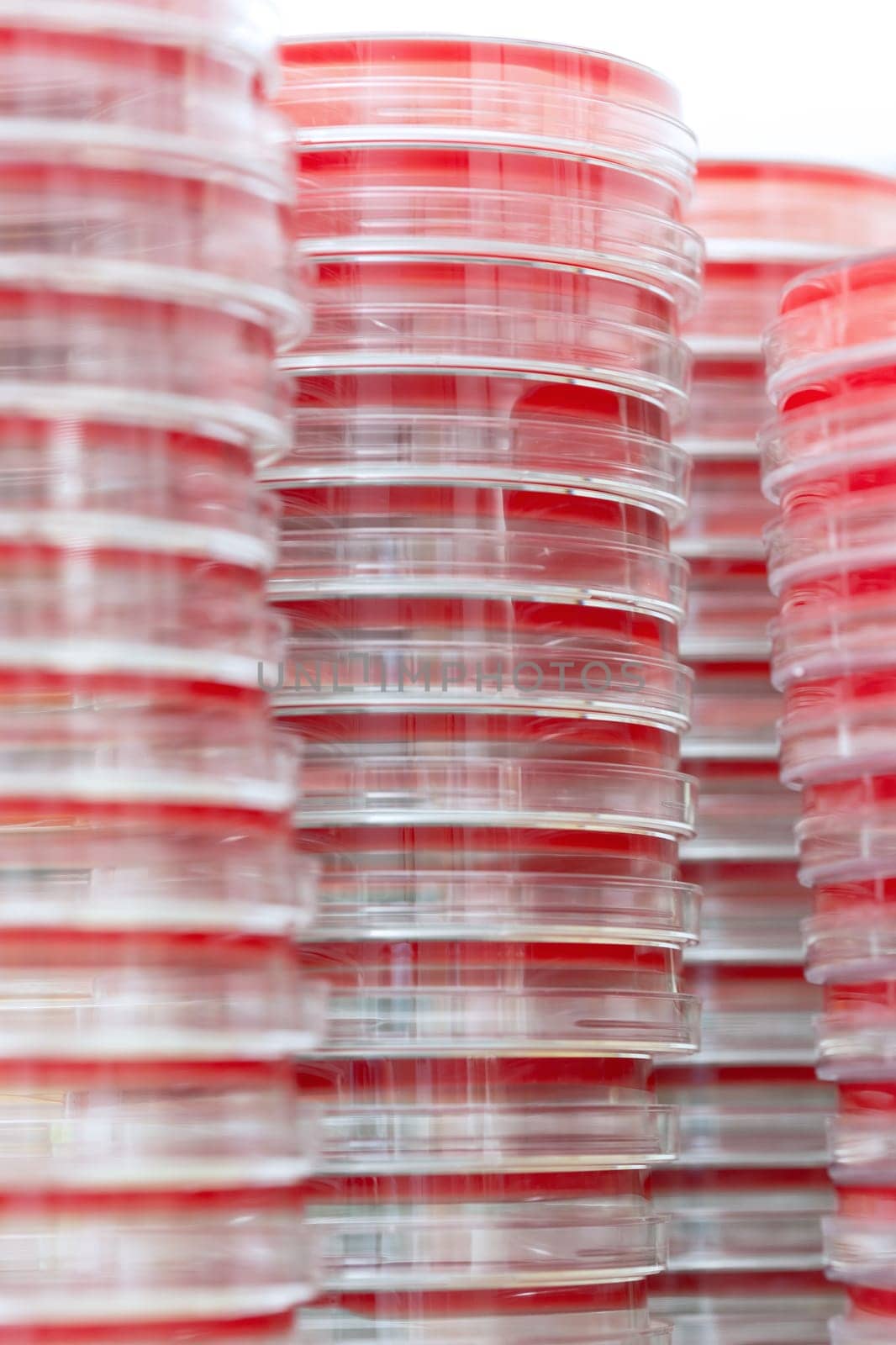 Petry dishes on laboratory table. Research, analysis. Close-up