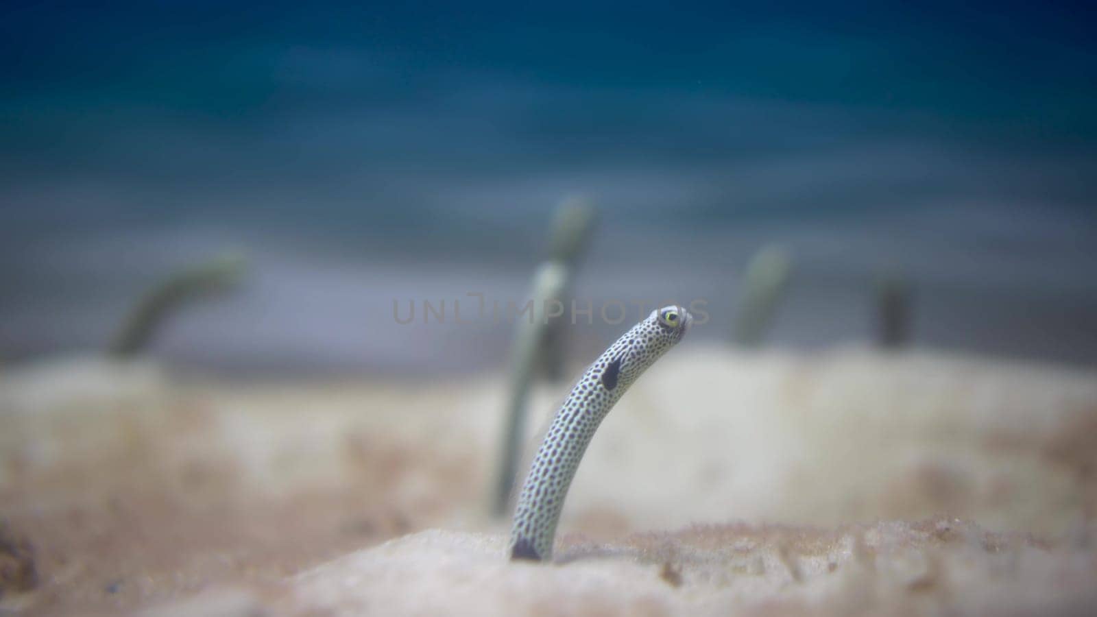 Congridae peeking out of the sand. Eels from at the bottom of the sea. Exotic fish underwater. 4k