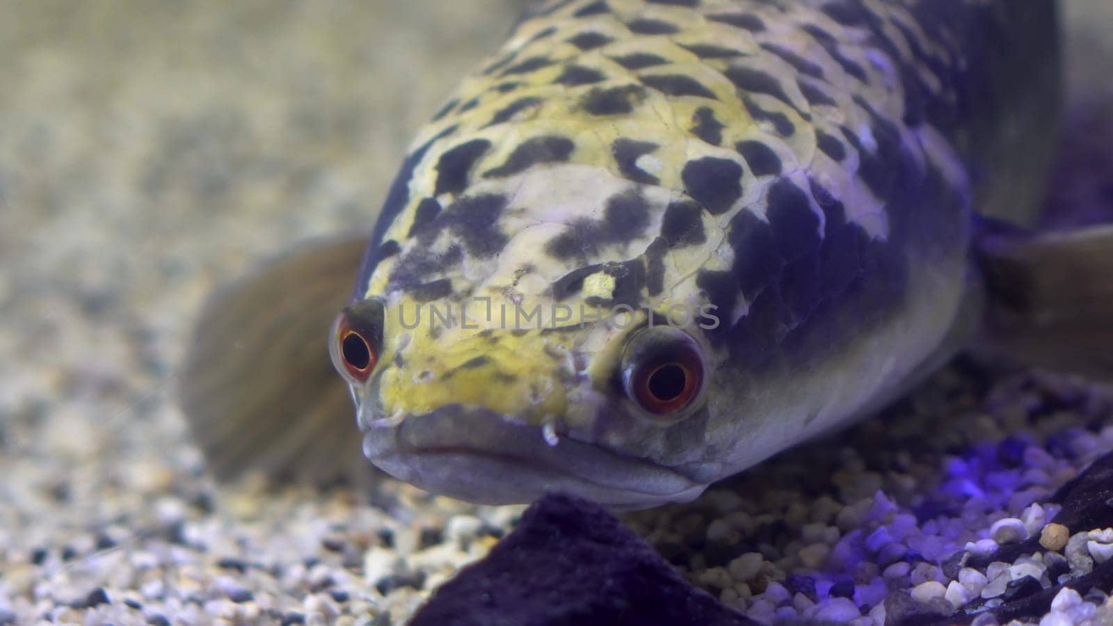 Rainbow snakehead sits in the sand at the bottom of a pond. Fish with a sad face in the aquarium close-up. 4k