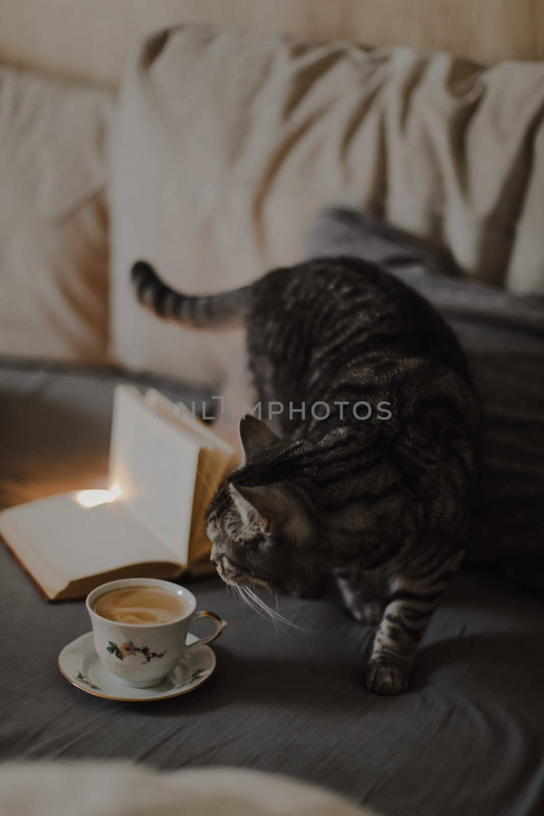 Purebred scottish straight shorthair cat sitting on bed next to a cup of coffee, Breakfast in bed concept