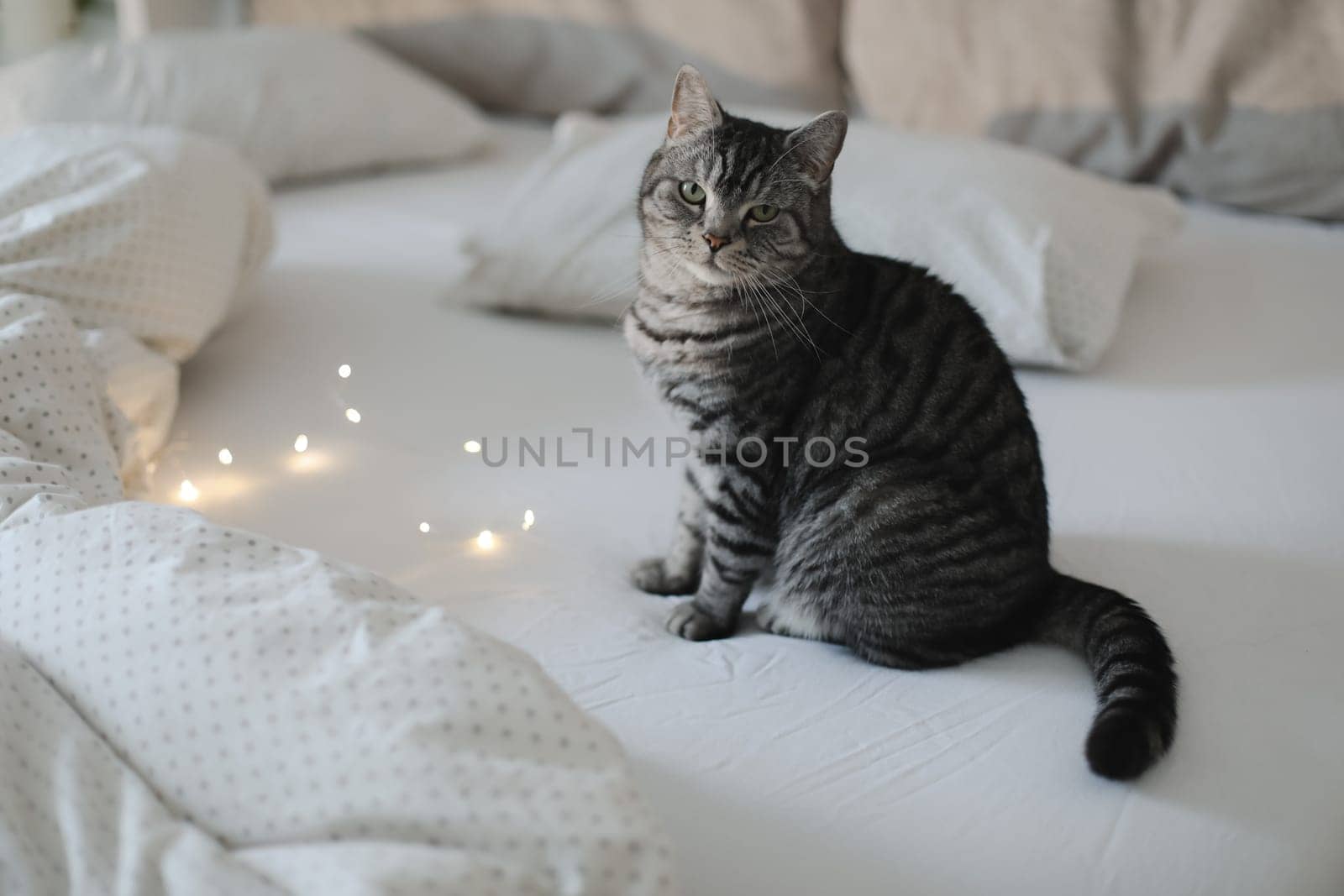 adorable shorthair gray tabby cat relaxing on bed