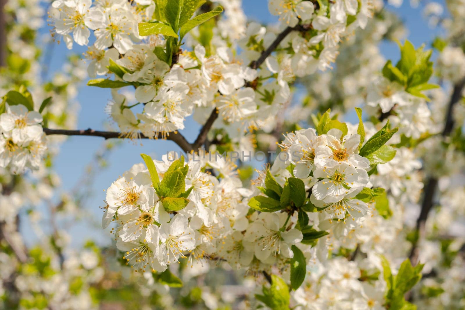 White plum flowers on a wood background. Selective focus