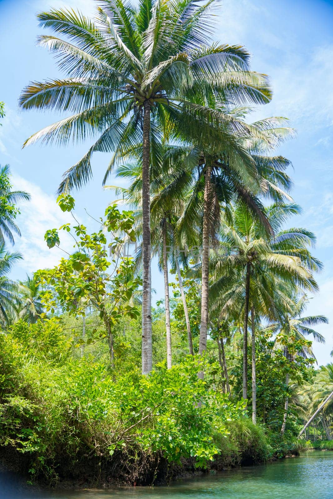 Cruising on the beautiful and calm river with trees at Kali Cokel, Pacitan, Indonesia. Nature and wildlife photography.