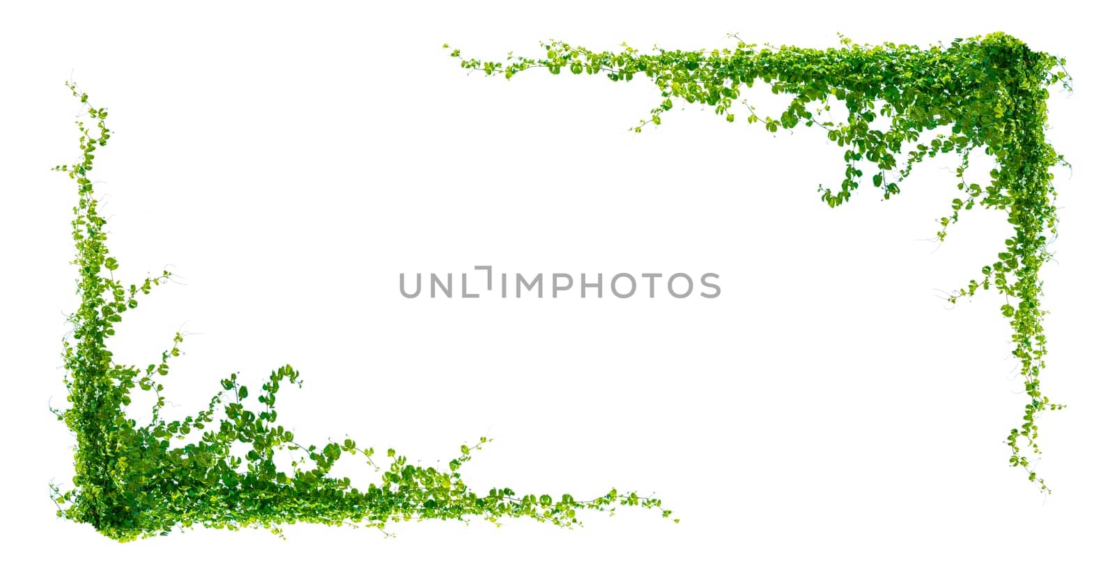 leaf vine isolates on a white background by sarayut_thaneerat