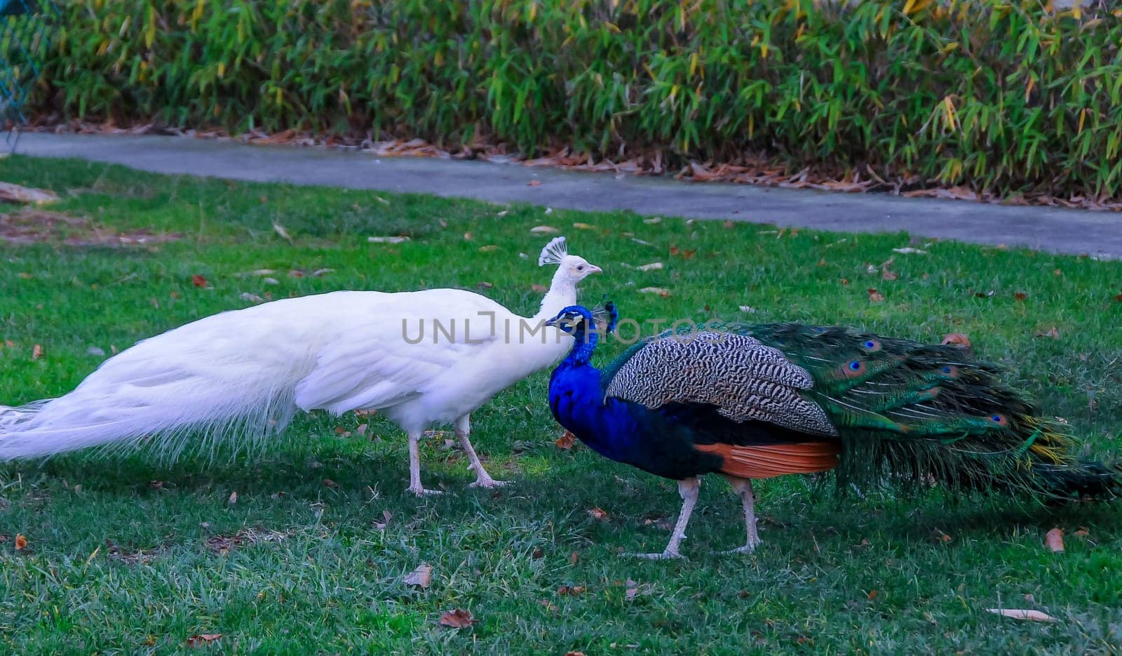 A tame albino peacock and a normal peacock stroll through the grass in a park