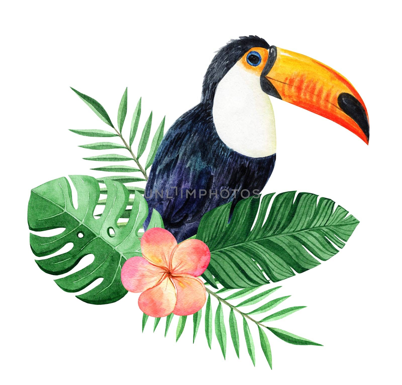 Watercolor toucan and tropical floral isolated on white . Hand drawn exotic bird and plumeria illustration by dreamloud