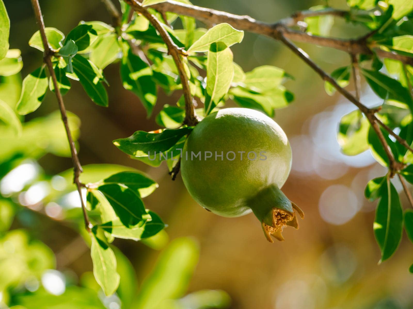 Punica granatum. Unripe wild green pomegranate on a tree. Selective focus. Growing pomegranate fruit in the garden.