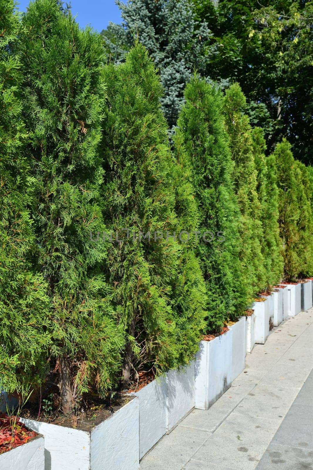 Row of a young beautiful thuja outdoors by olgavolodina