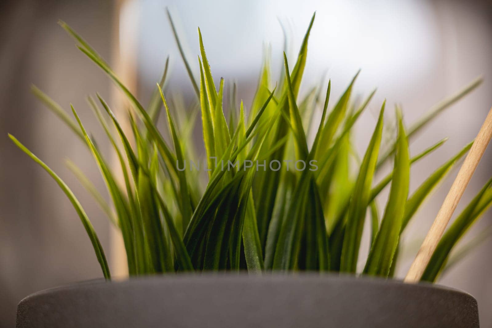 Green artificial grass with a lot of plastic stems in gray concrete flower pot by Wierzchu