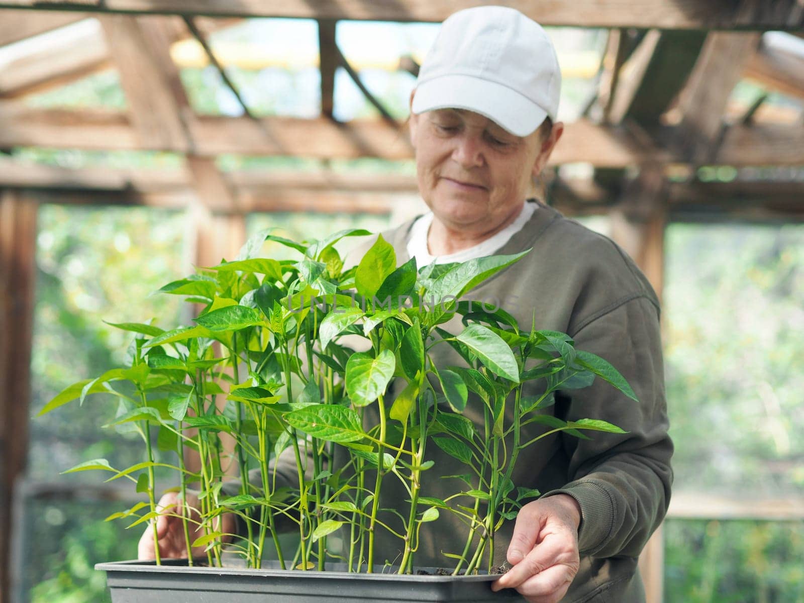 An elderly woman holds young pepper sprouts for planting in the ground and admires them. Spring sowing work. The concept of growing vegetables.