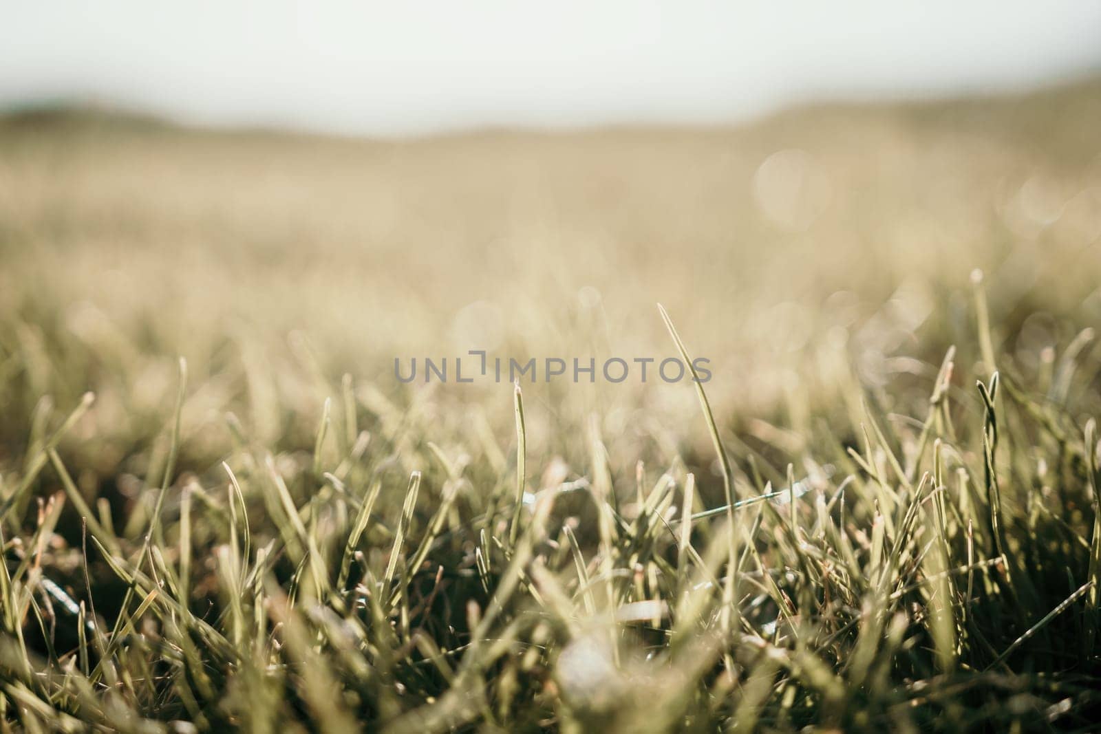 Close up of the green grass lawn with sun beam, soft focus, copy space. by panophotograph