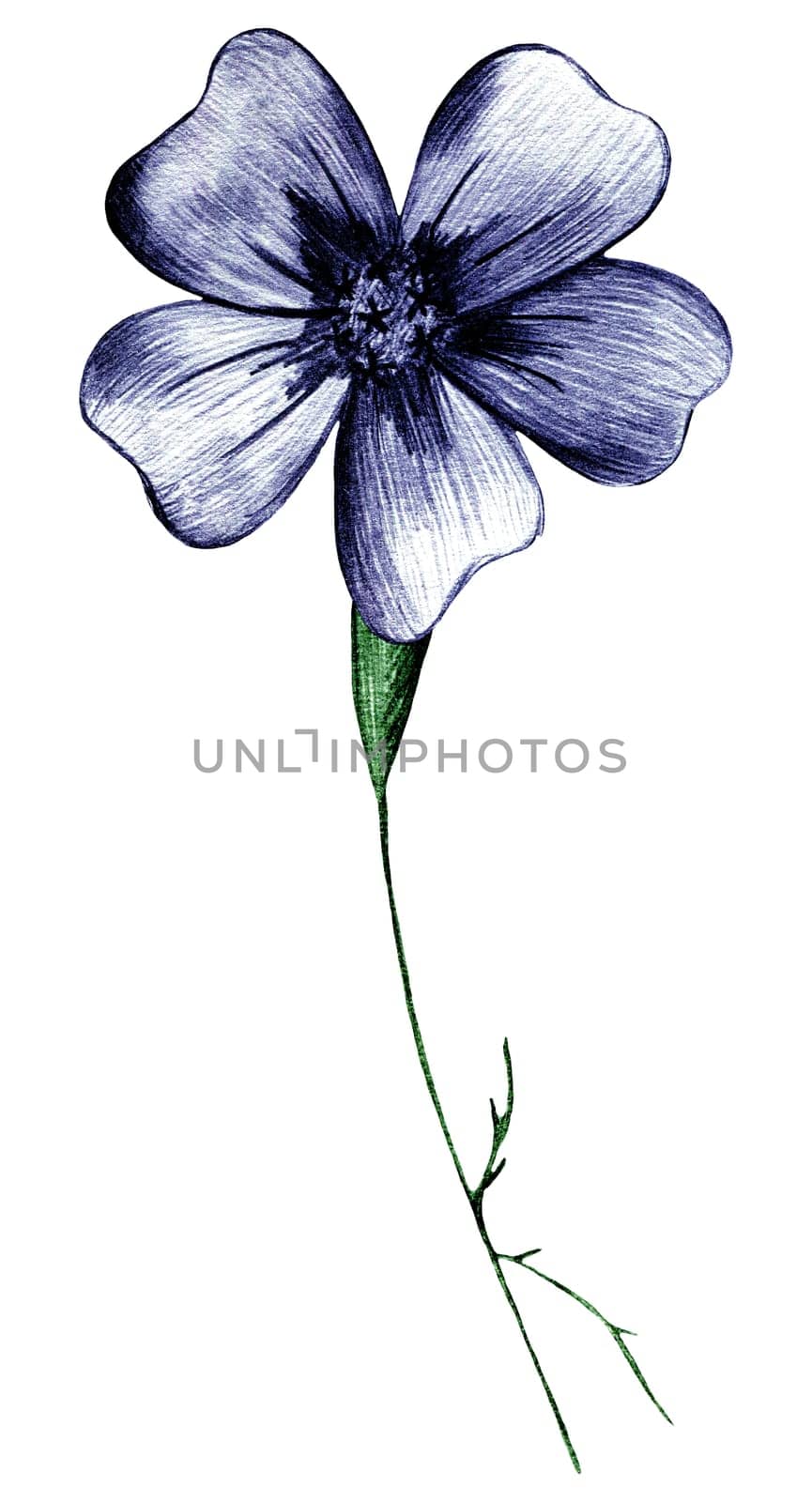 Blue Hand Drawn Marigold Flower Isolated on White Background. Marigold Flower Drawn by Pencil.