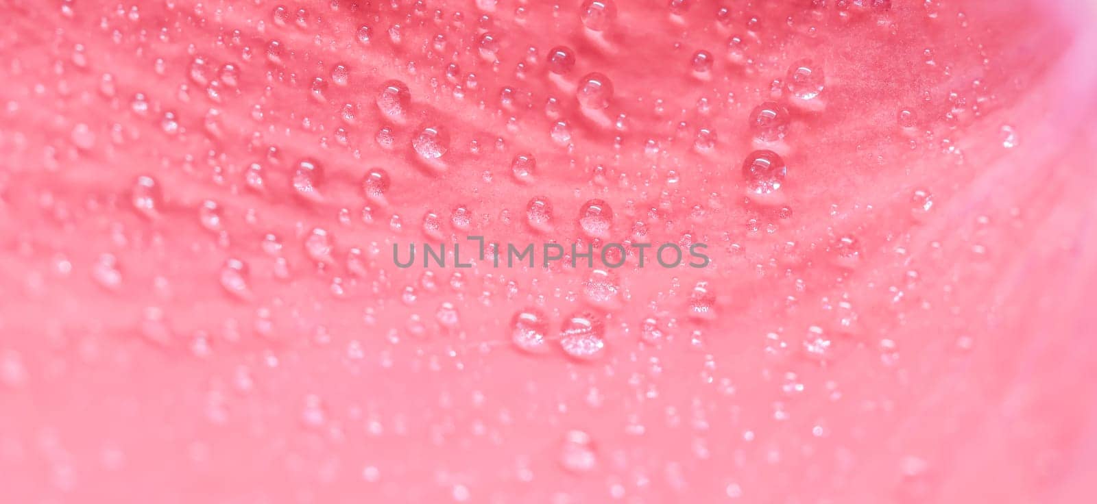 Background of pink rose petals with dew drops. Bokeh with light reflection. Macro blurred natural backdrop. Soft focus