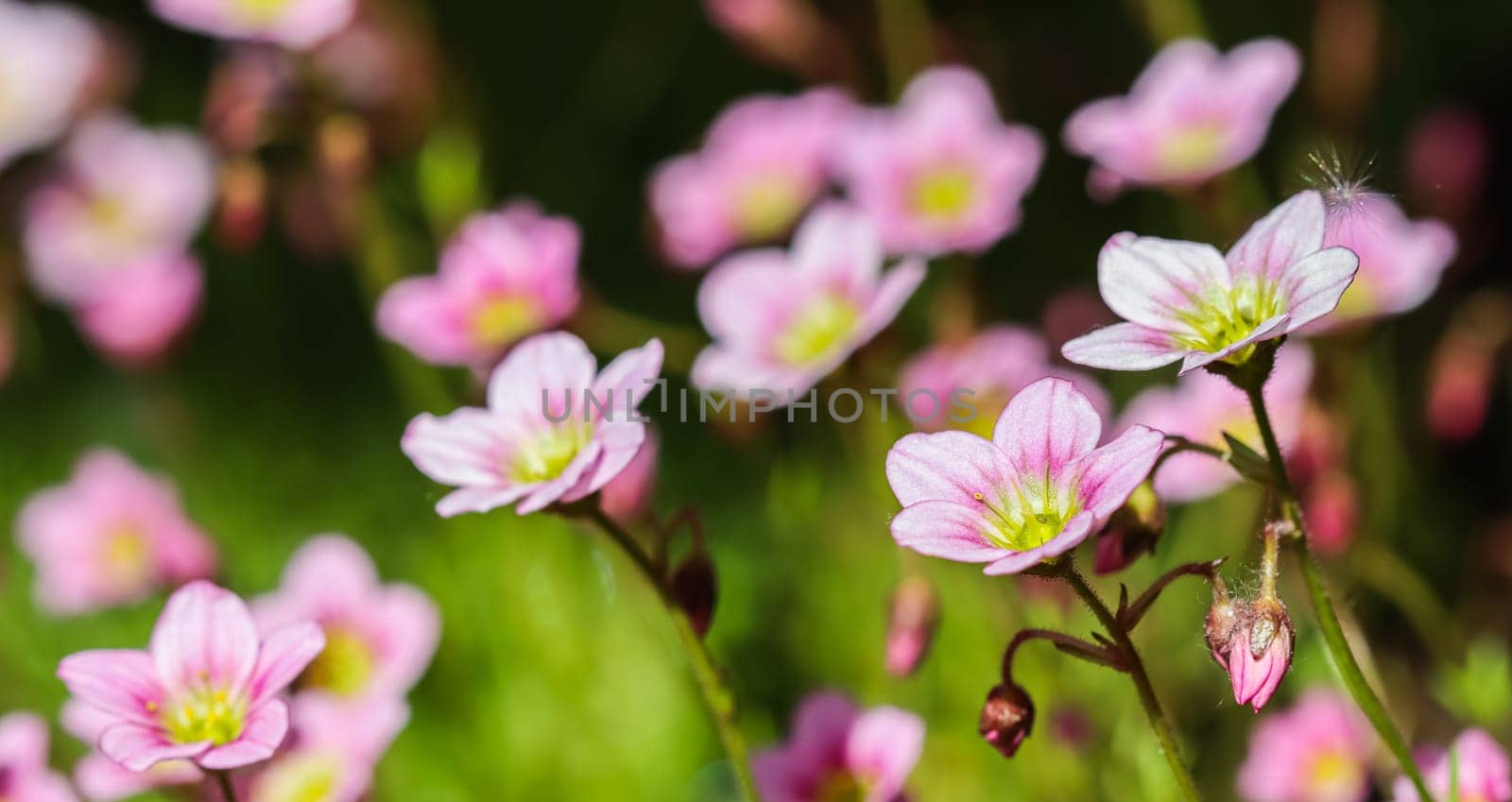 Delicate white pink flowers of Saxifrage moss in the spring garden. Floral background