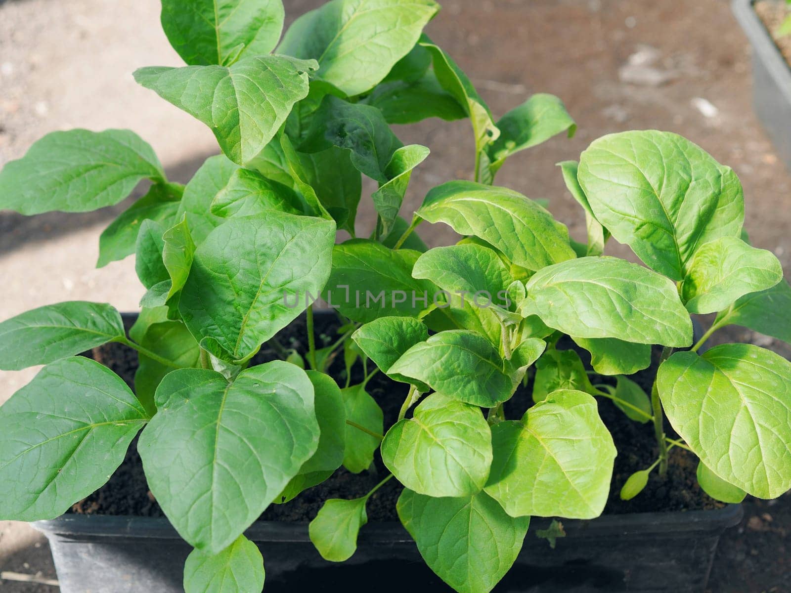 Young sprouts of seedlings of eggplant and vegetables in boxes in a greenhouse.Early greenery in the spring on the beds.Concept of growing vegetables. by TatianaPink