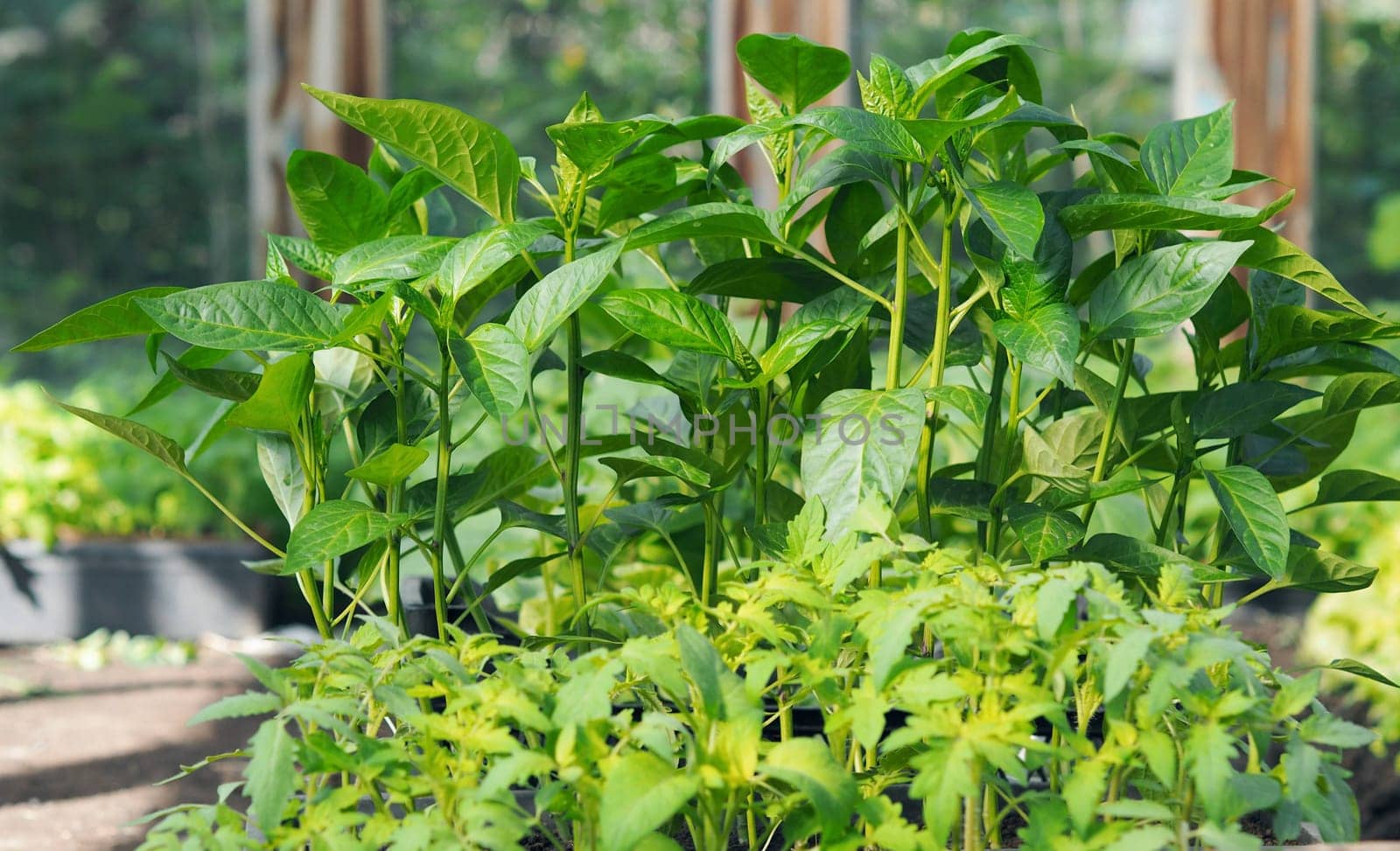 Young sprouts of seedlings of vegetables in boxes in a greenhouse.Early greenery in the spring on the beds. by TatianaPink