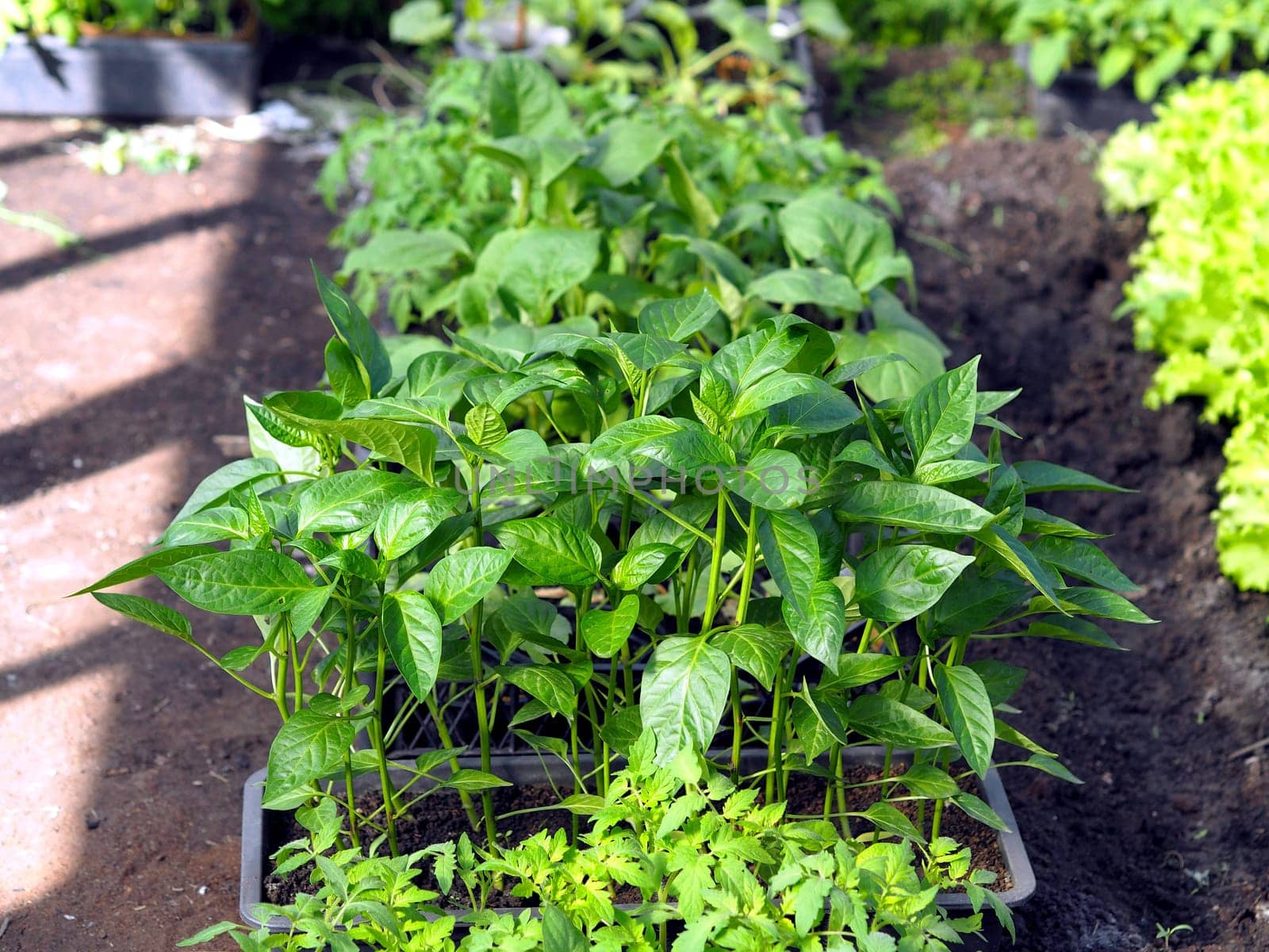 Young sprouts of seedlings of vegetables in boxes in a greenhouse.Early greenery in the spring on the beds. by TatianaPink